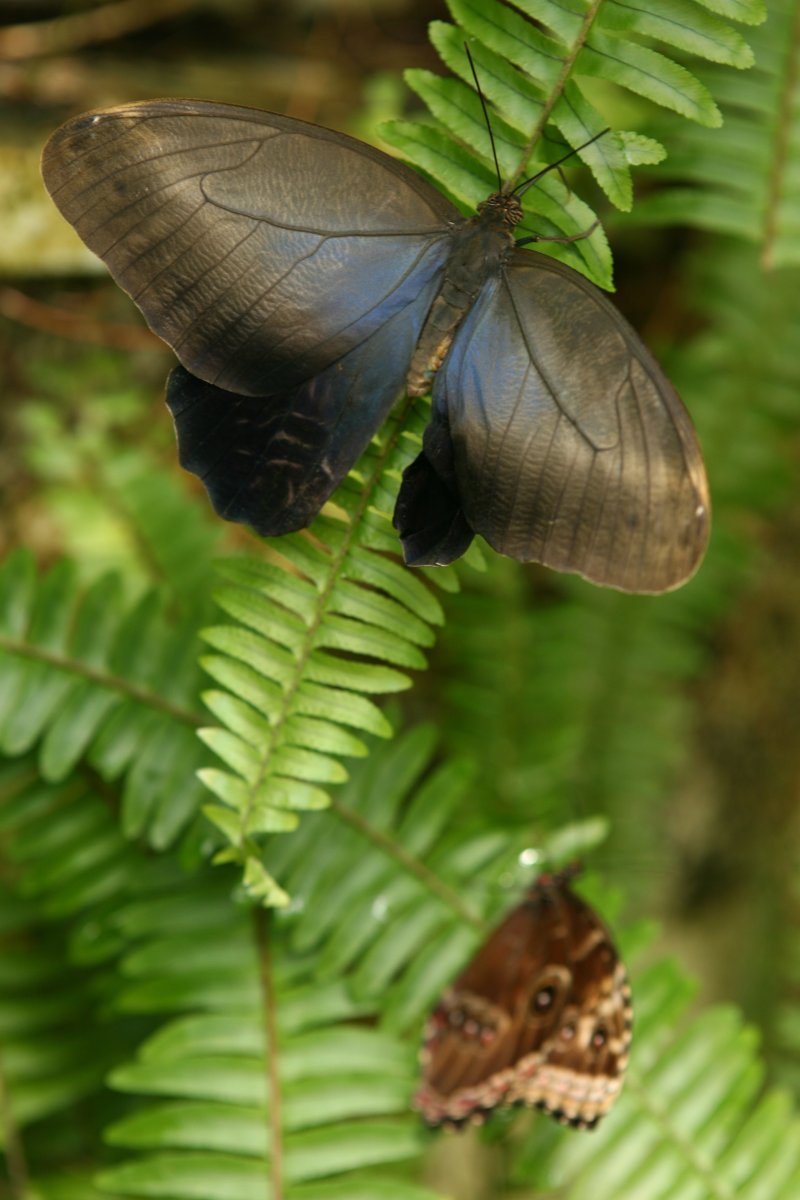 Motýli z Fata Morgany