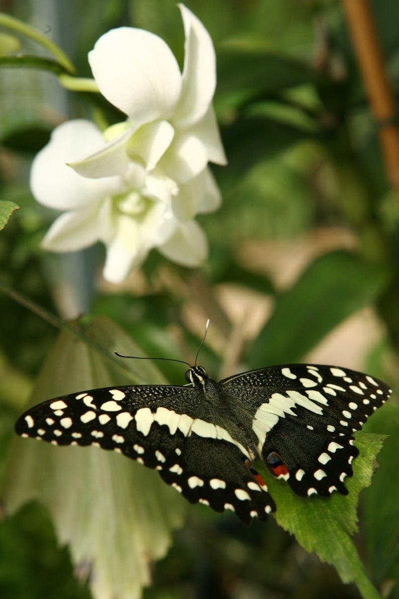 Tento krasavec se jmenuje Papilio demodocus a pochází z Madagaskaru, tropické a jižní Afriky. Říká se mu vánoční motýl, protože nejvíce létá kolem  Vánoc.
