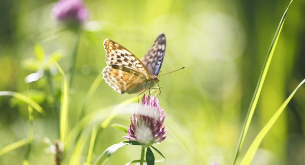 Tajemství motýlího letu: Tleskající křídla a vzduchová kapsa