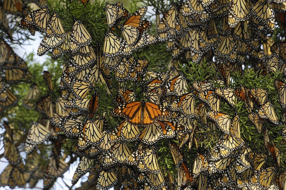 Monarchové stěhovaví migrují v obrovských hejnech mezi Kanadou a severními částmi USA a Mexikem. Jejich cesta má až 4000 km