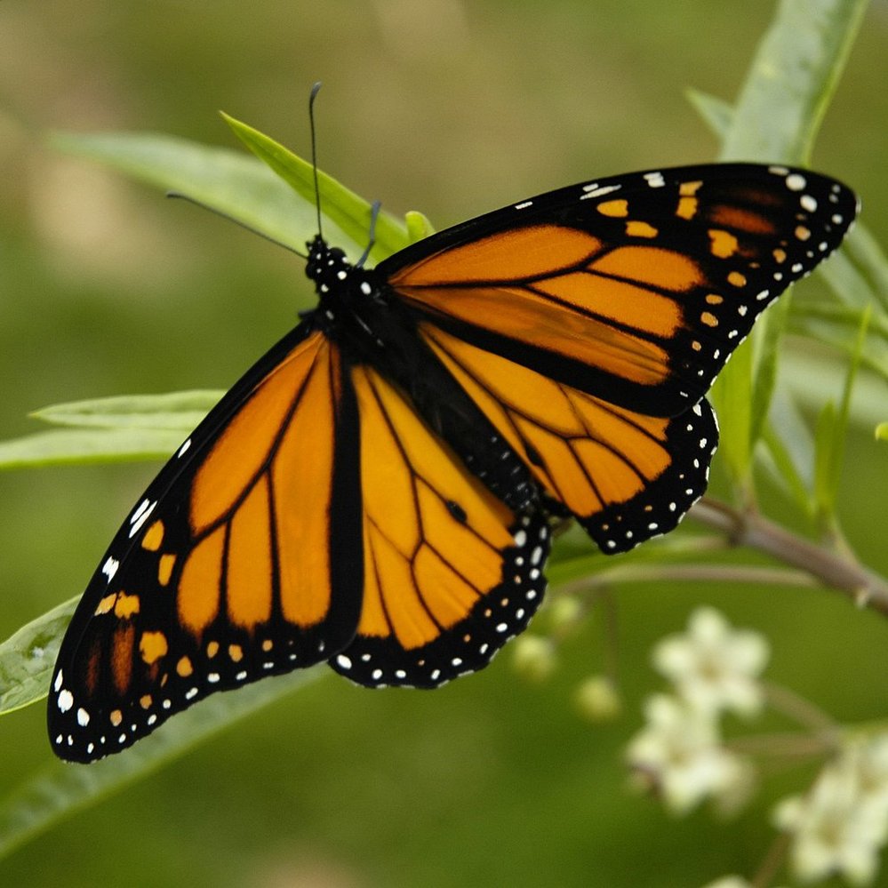 Díky flexibilitě mají křídla motýlů tak neobvyklý tvar a velikost