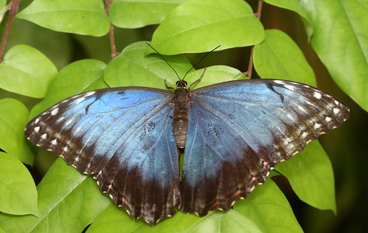 Morpho peleides z čeledi babočkovitých, žijící v Jižní Americe. Vyniká nádhernou tyrkysovou barvou vnitřní strany křídel.