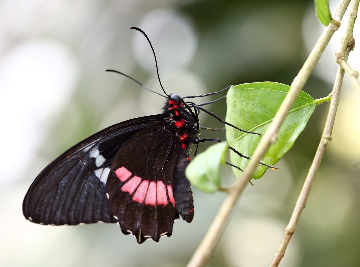 Parides iphidamas, jak zní latinská název motýla,  patří mezi americké otakárky. Ti jsou charakterističtí zvláštním tvarem zadních křídel, pestrobarevnými oky a elegantním způsobem letu.