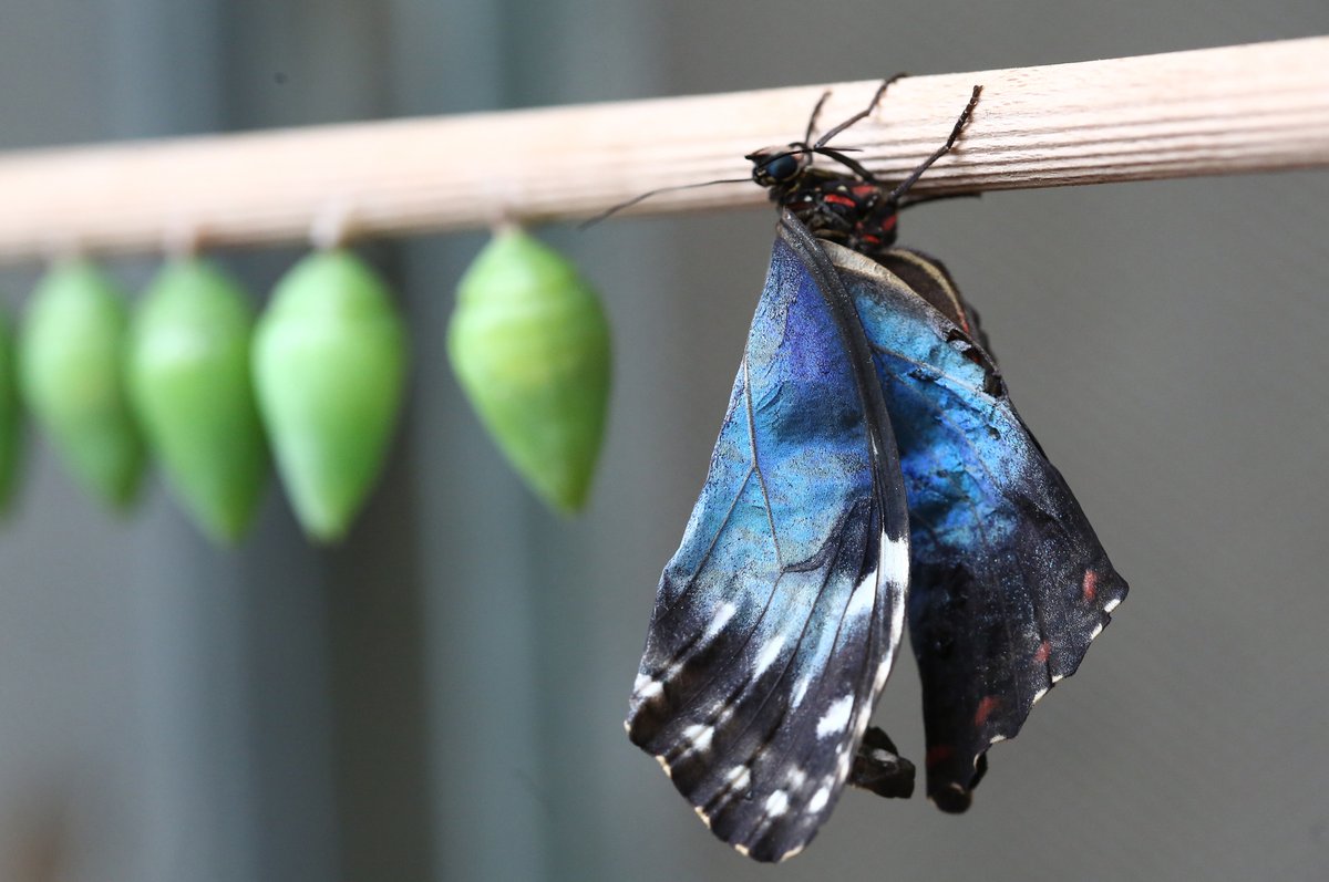 Právě se vylíhnul. Dospělý motýl vylézá kukly měkký a jeho křídla jsou zmuchlaná. Teprve na vzduchu stejně jako tělíčko ztuhnou.