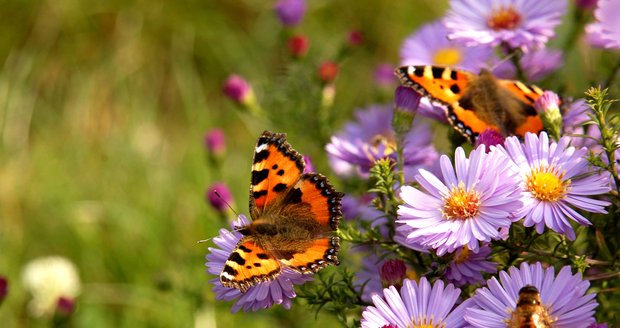 Zjistěte, které květy lákají motýly více než jiné