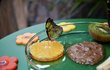 Motýl Siproeta stelene z Amazonie si pochutnává  na pomeranči, dát si může i hnědou kašičku z přezrálého banánu.