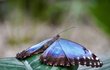 Nepsaným králem motýlích domů je Morpho peleides z Amazonie, má prý nejkrásnější modrou barvu na světě.