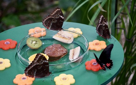 Na motýlím krmítku jsou i speciální pítka ve tvaru kytiček, v nich jsou ampulky s cukernou vodou. 