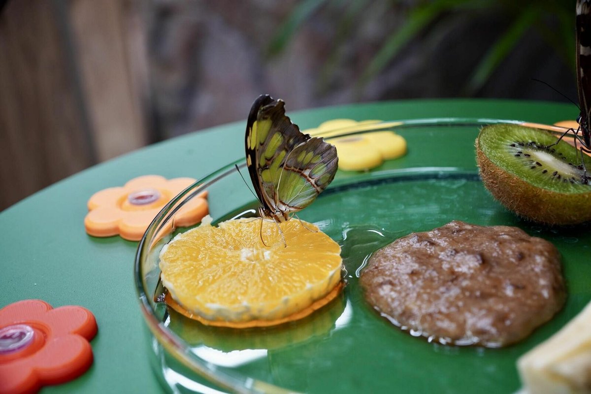 Motýl Siproeta stelene z Amazonie si pochutnává  na pomeranči, dát si může i hnědou kašičku z přezrálého banánu.