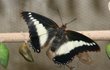 Konečně! Motýlí fešák je připraven k odletu v plné kráse. Zbarvení křídel zespodu a svrchu se liší. 