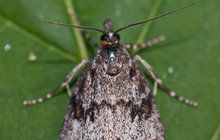 Motýl šedovníček horský byl na Moravě považován za vyhynulého: 120 let ho nikdo neviděl!