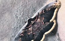 Největší evropský motýl: Paví oko hruškové v Brně