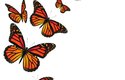 Nová studie odhalila, že se motýli objevili teprve před 100 miliony let v Severní Americe