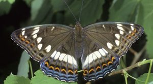 Největší motýli světa: Třiceticentimetrová královna