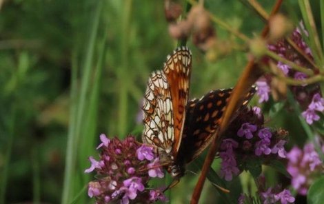 Motýl hnědásek podunajský.