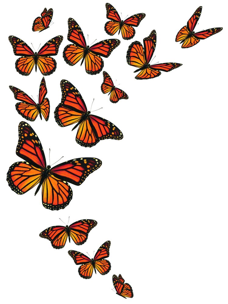 Nová studie odhalila, že se motýli objevili teprve před 100 miliony let v Severní Americe