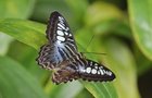 Motýlí rojení v pražské botanické zahradě: Cestovatelé i peciválové 