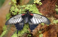 Motýlí rojení v pražské botanické zahradě: Cestovatelé i peciválové 