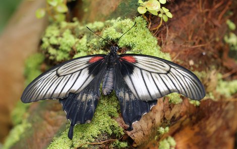 Motýlí rojení v pražské botanické zahradě