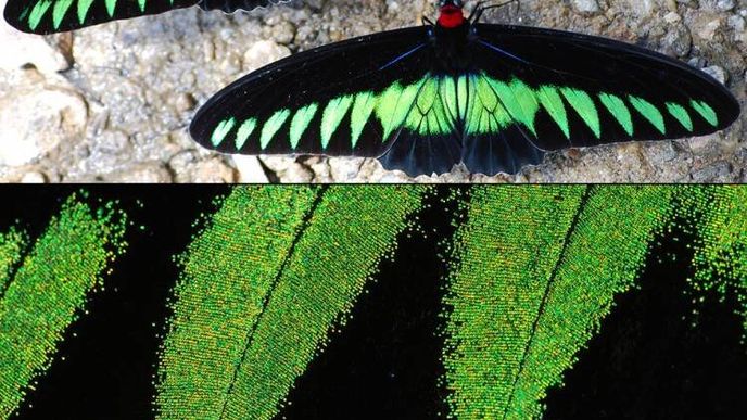 Struktura křídel motýlů  jim pomáhá mít extrémně černé zbarvení
