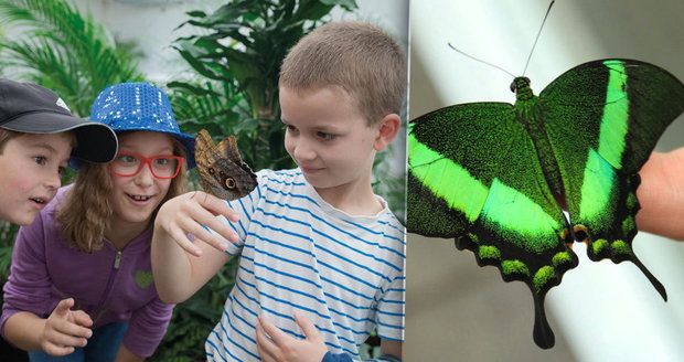 Výletní areál Diana v Karlových Varech: Motýli, kam se podíváš!