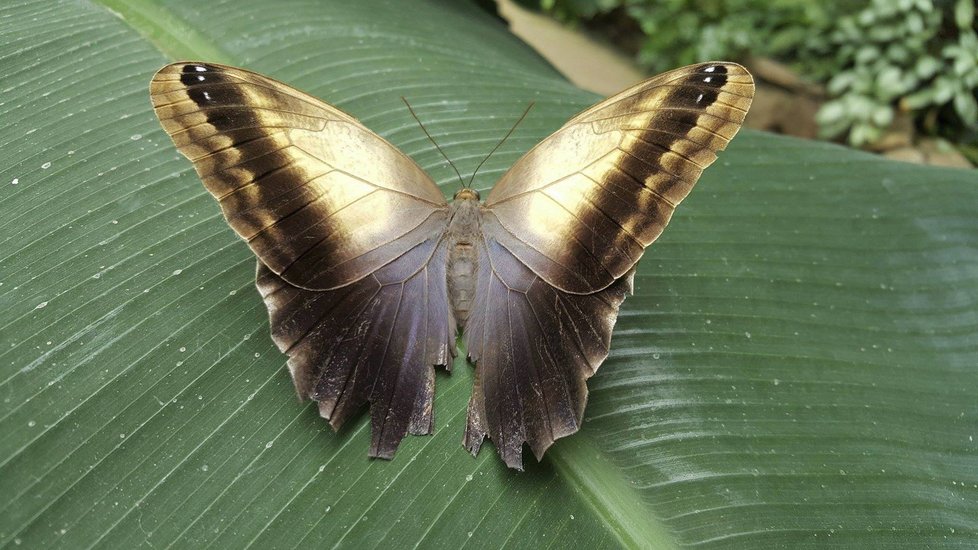 Zdejší exotický motýl