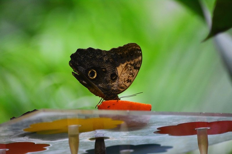 Výstava motýlů se letos kvůli koronaviru v botanické zahradě konat nebude. (Ilustrační foto)