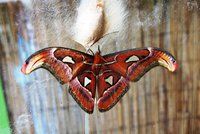 Exotičtí motýli z Británie se líhnou v Praze: Sledujte živě, jak se z kukly stane motýl