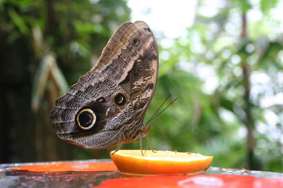 Motýlek Caligo memnon se s chutí vrhne na jakýkoliv alkohol či zkvašené ovoce.