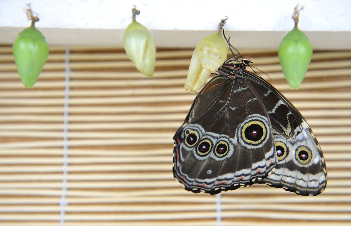 Motýli se líhnou z kukel zavěšených ve speciální vitríně.