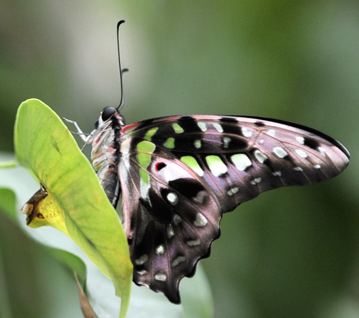 Většina motýlů ve skleníku pochází z tropických oblastí.