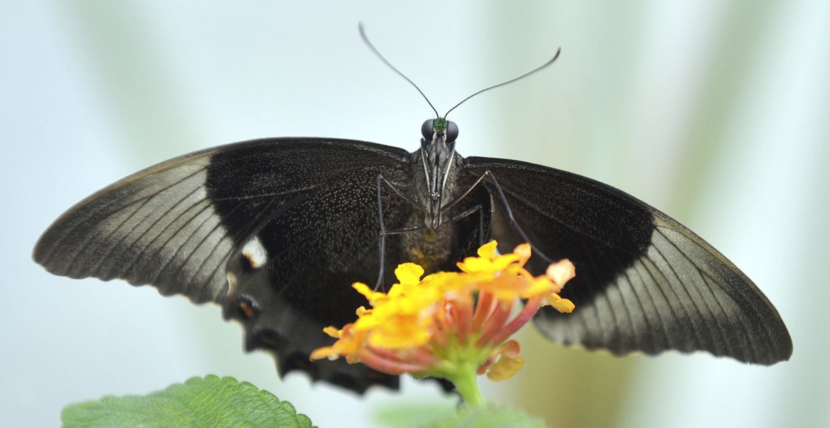 Většina motýlů ve skleníku pochází z tropických oblastí.
