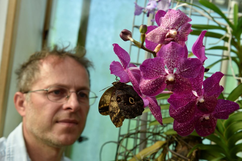 Exotičtí motýli se líhnou ve skleníku botanické zahrady Mendelovy univerzity v Brně.