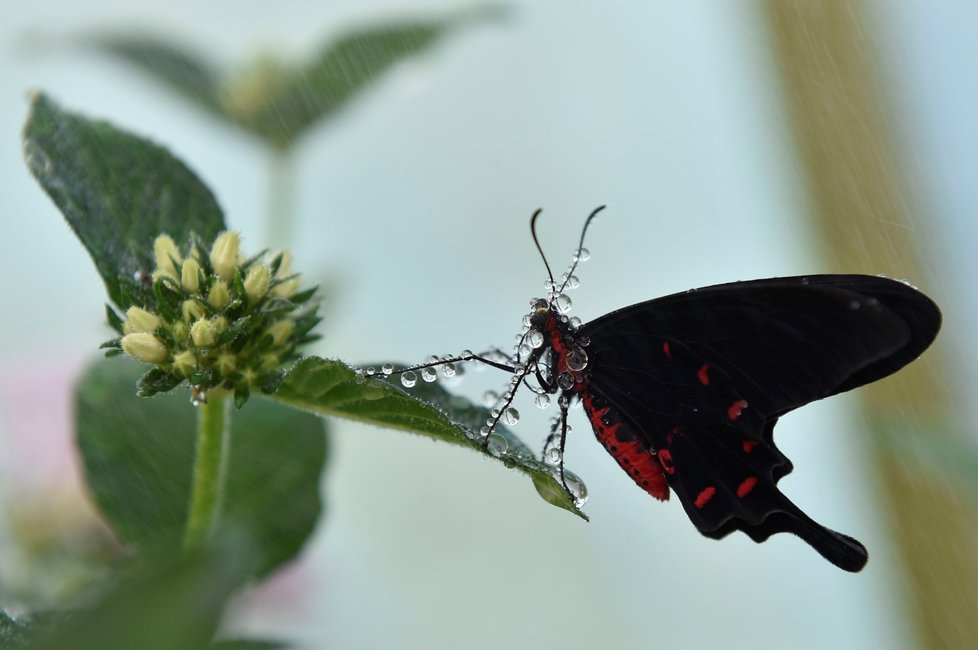 Exotičtí motýli se líhnou ve skleníku botanické zahrady Mendelovy univerzity v Brně.