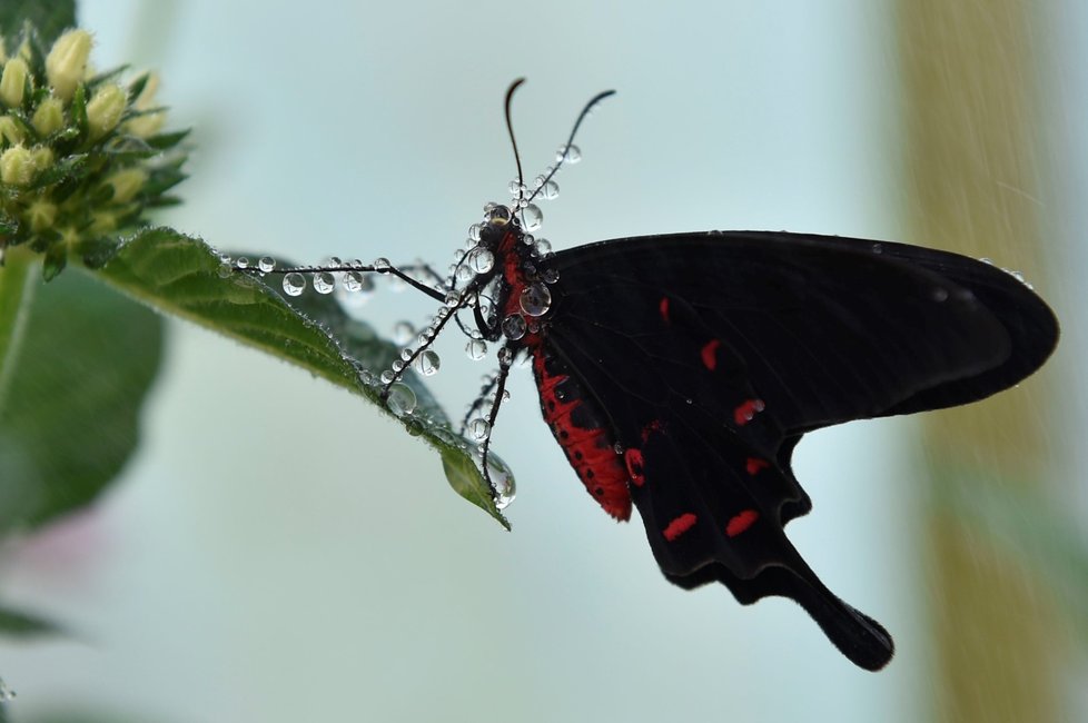 Exotičtí motýli se líhnou ve skleníku botanické zahrady Mendelovy univerzity v Brně.