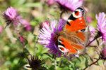 Co zasadit na zahradu, aby na ni přilétli motýli i na podzim?