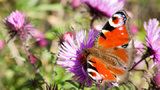 Motýli mohou zkrášlit zahradu i na podzim. Jaké květiny je přilákají?