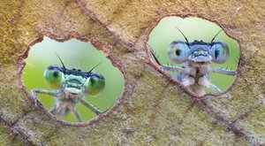 Jedinečný pohled: Motýlice koukají skrz housenkami vykouseané díry v listu 