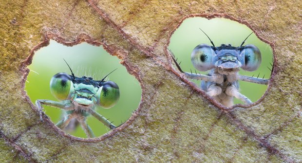 Jedinečný pohled: Motýlice koukají skrz housenkami vykouseané díry v listu