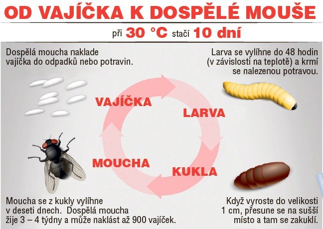 OD VAJÍČKA K DOSPĚLÉ MOUŠE