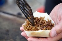 Červi míří na talíře Čechů, zbývá poslední souhlas. Ohromný milník, radují se výrobci