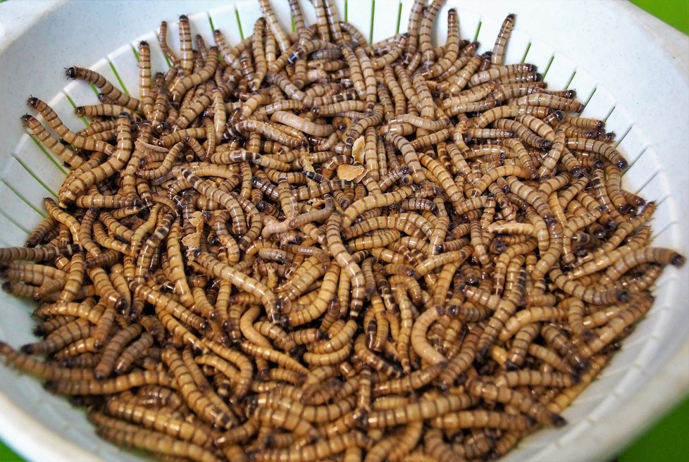 Sušené larvy potemníka moučného dostaly zelenou od Evropského úřadu pro bezpečnost potravin (EFSA).