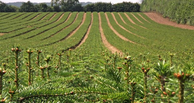 Už máte vybraný vánoční strom? Na snímku vidíte dánské plantáže exkluzivních kavkazských jedlí.