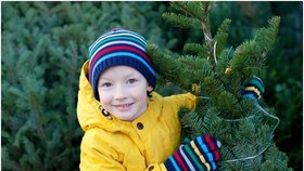 Nejoblíbenější vánoční stromek českých domácností – to jsou kavkazské jedle. Mají bohaté koruny, pravidelné větve, krásnou barvu a dlouho vydrží.