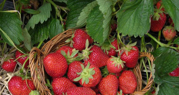 Toužíte mít záhony plné jahod? S hnojivem Horticerit to půjde! Rostliny díky němu dostanou potřebné živiny po celou dobu vegetace.