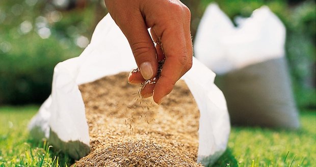 Kvalitní travní osivo je při zakládání, obnově či dosívání trávníku nezbytné. Travní směsi rostou více do šířky než do výšky a díky tomu mají vyšší hustotu drnu. Při sečení to znamená až o 40 % méně odpadu.