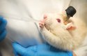 Implantáty se často testují na zvířatech, například na tradičních laboratorních myších
