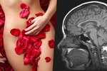 Vědci zjistili, která část mozku reaguje na stimulaci klitorisu