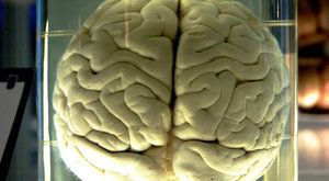 Neurotický otazník: Jak fungují neurony v mozku? 