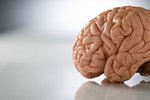 Čeští vědci slaví v oblasti výzkumu mozku obrovský úspěch!